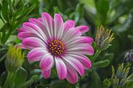 Roze bloem von Kees Korbee Miniaturansicht