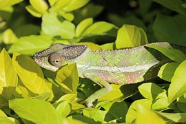 Chameleon in Madagascar by Marieke Funke