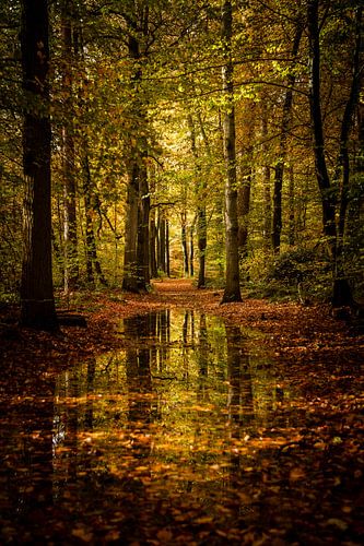 Forest path under water