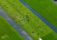 Dutch landscape with cows