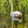 Swan in the woods with mirror image by Hendrik-Jan Kornelis