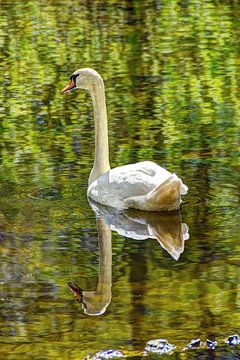 Swan in the woods with mirror image