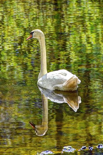 Zwaan Amsterdams Bos Amsterdam Nederland