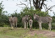 group of zebras  van ChrisWillemsen thumbnail