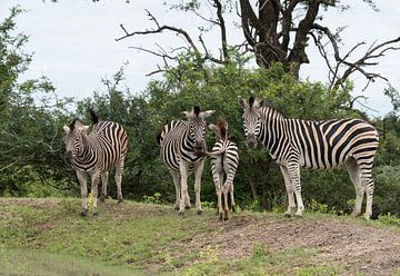 group of zebras 