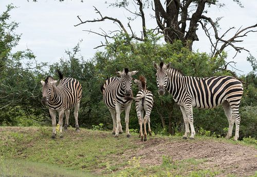group of zebras 