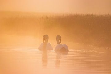 Liebe von WILBERT HEIJKOOP photography