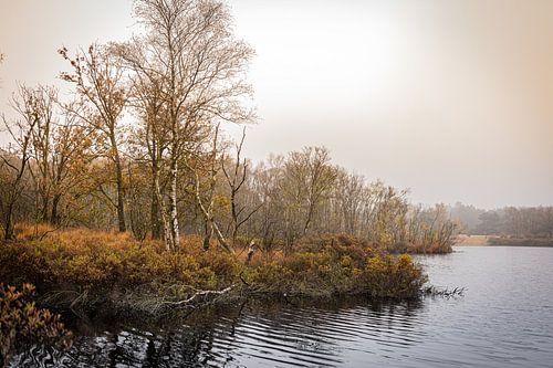 Birches by the water...
