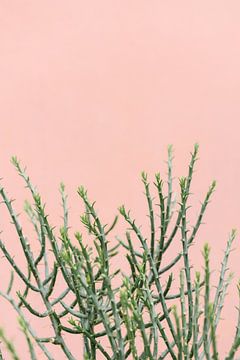 Groene plant tegen koraal roze muur | Botanische foto van Mirjam Broekhof