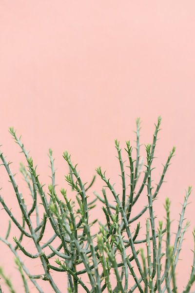 Green plant against coral pink wall | Botanical picture by Mirjam Broekhof