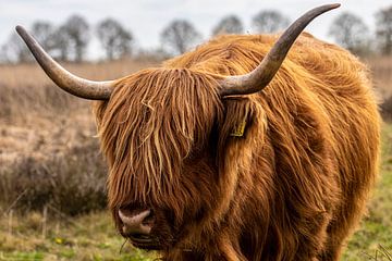 Schotse Hooglander koe van Brian Morgan