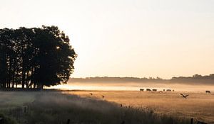 Lever de soleil dans la vallée du ruisseau néerlandais
