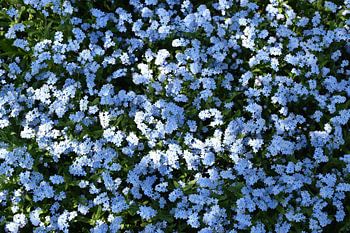Des fleurs de myosotis au jardin