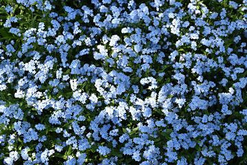 Des fleurs de myosotis au jardin sur Claude Laprise
