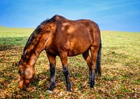 A view of a beautiful horse in nature