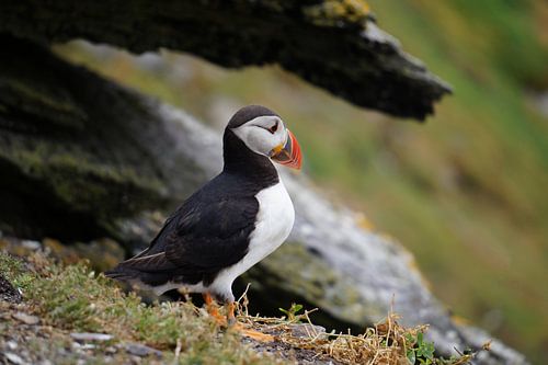 Papegaaiduikers op het eiland Skellig Michael in Ierland