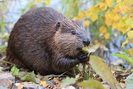 Canadian beaver (Castor canadensis) Alaska USA