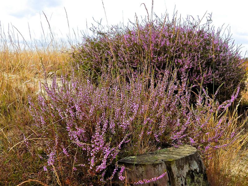 Und dann wird die Heide plötzlich lila von Anja Oosterwaal Fine Art Fotografie