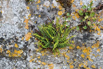 Stonecrop fern on an old wall by Ron Poot