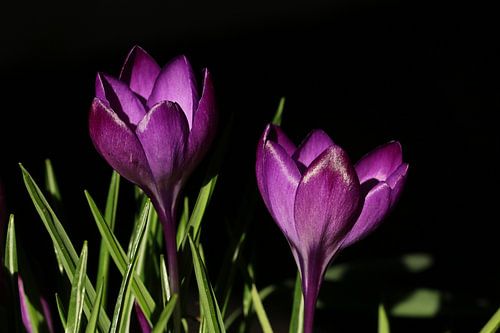Two crocuses