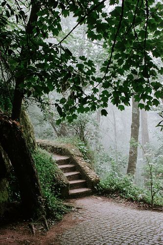 Un escalier au milieu de la nature de Sintra