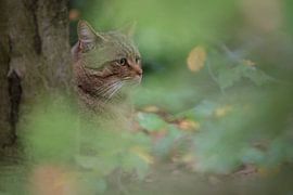 chat sauvage