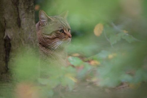 wilde kat
