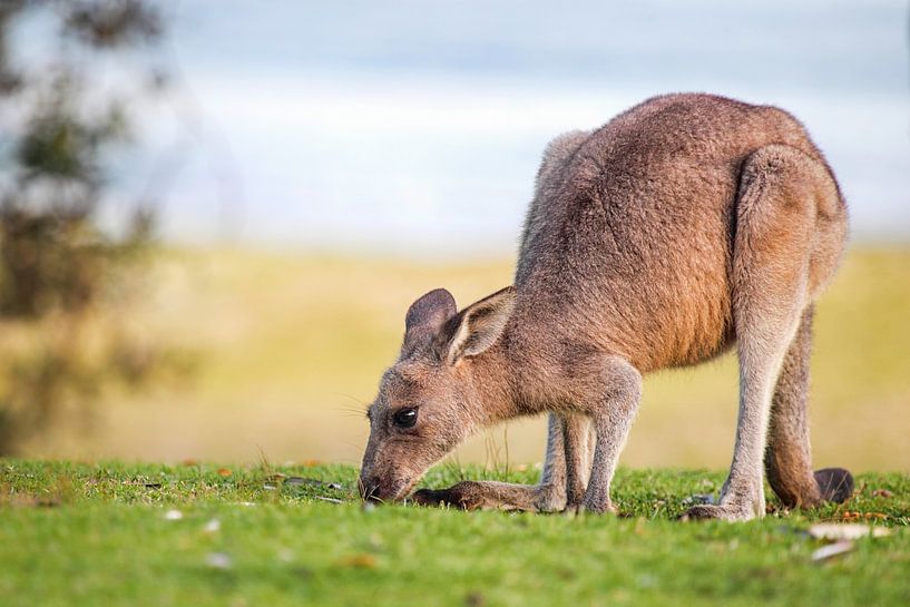 Grijze reuzenkangoeroe (Macropus giganteus) van Dirk Rüter