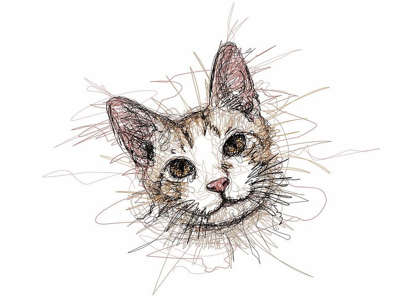 Cat face by Sepri Abadi
