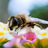 Macro foto bij op bloemen van Rouzbeh Tahmassian