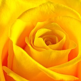 Yellow Rose Close-Up von Erwin Plug