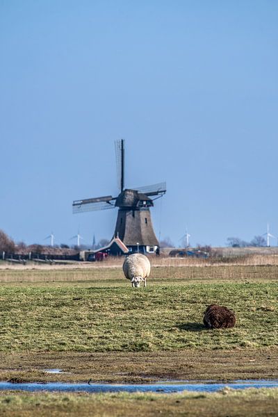 Windmolen en schaap op de geestgronden vlak achter Camperduin by Harrie Muis