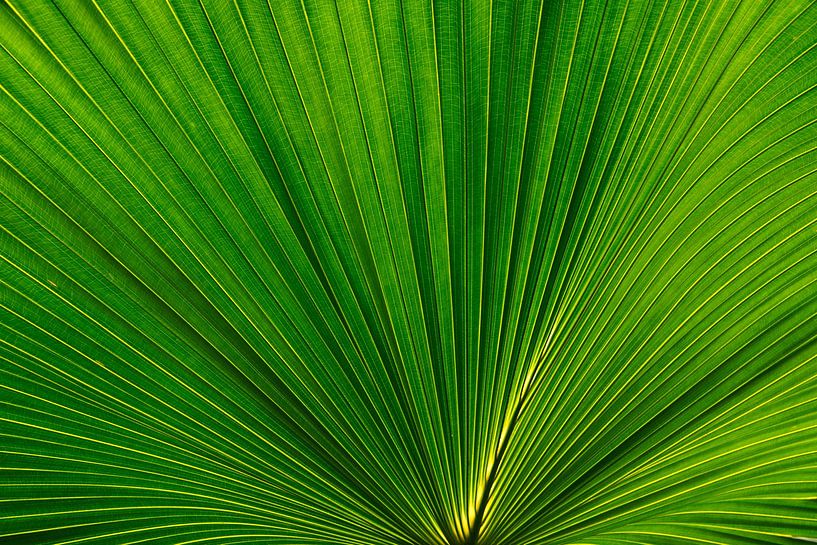 Feuilles de palmier en éventail Photo 02 par amini54 