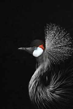 Zwartkroonkraanvogel van Monika Strigel