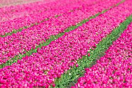 Roze tulpen  sur Dennis van de Water