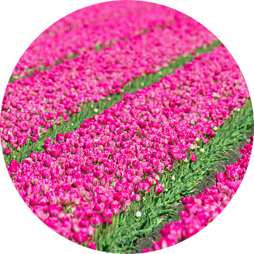 Roze tulpen  van Dennis van de Water