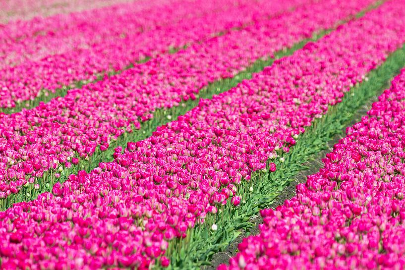 Roze tulpen  van Dennis van de Water