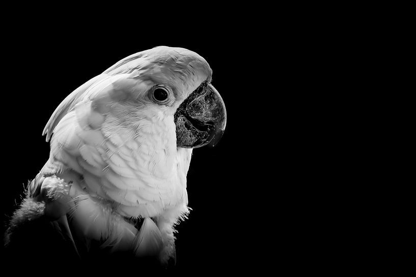 The cockatoo by Hennie Zeij
