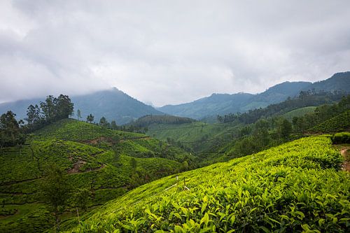 Tea plantation