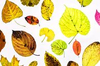 Kleurige herfstbladeren met een witte achtergrond van Carola Schellekens thumbnail