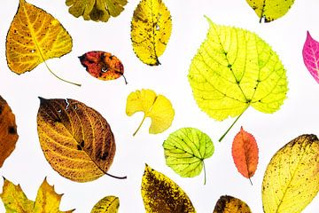 Colourful autumn leaves with a white background by Carola Schellekens