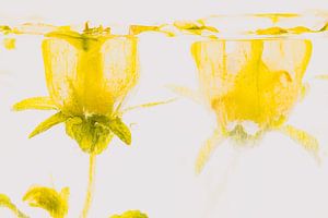 Glockenblume in Eis 2