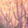 Heather blue among the heather by Moetwil en van Dijk - Fotografie