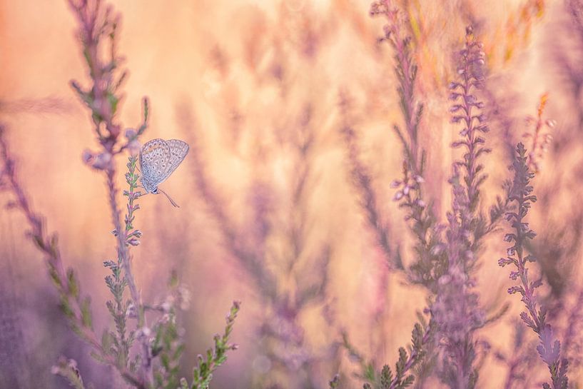Heidekrautblau im Heidekraut von Moetwil en van Dijk - Fotografie