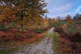 Herbst @ Brunssummerheide