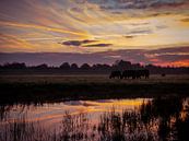 Grazende koeien bij zonsopkomst van Jurgen Buijsse thumbnail