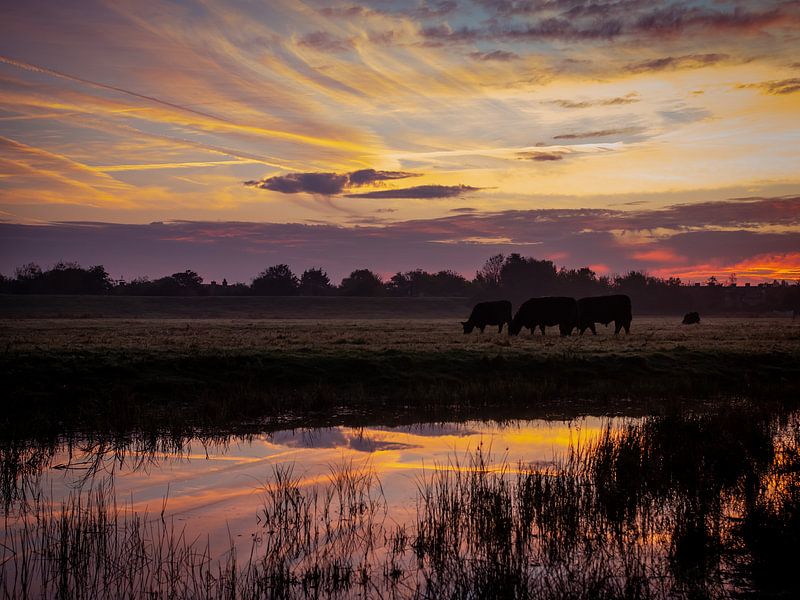Weidende Kühe bei Sonnenaufgang von Jurgen Buijsse