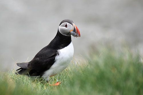 Puffin