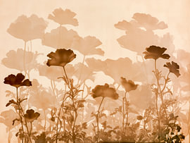 Dromerig bloemenveld in sepia – Botanische minimalistische kunst van Thea