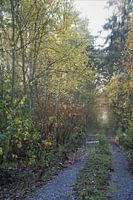 way through nature
